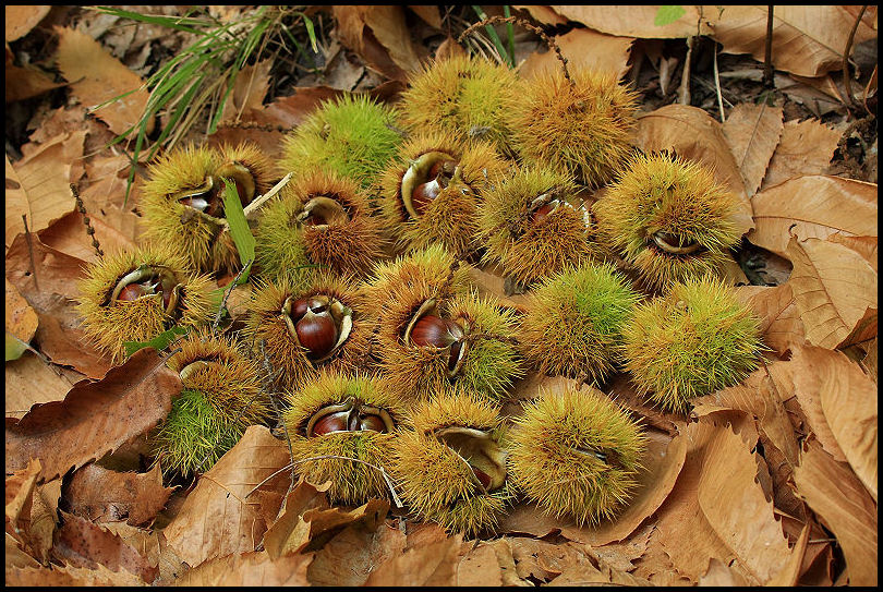 i colori del bosco e sottobosco